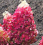 Гортензія метильчаста Living Red Velvet® (Ливинг Ред Вельвет) с3 3рок, фото 2