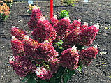 Гортензія метильчаста Living Red Velvet® (Ливинг Ред Вельвет) с3 3рок, фото 3
