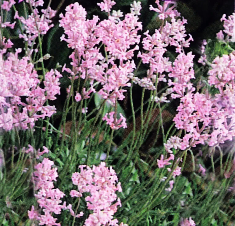Лаванда "Rosea"С2