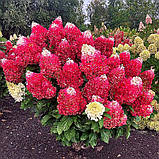 Гортензія метильчаста Living Red Velvet® (Ливинг Ред Вельвет) с3 3рок, фото 6