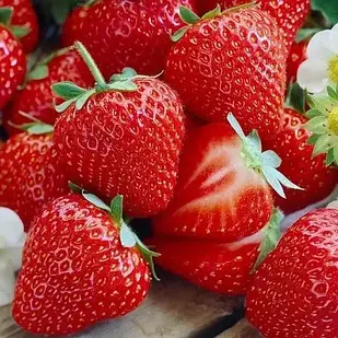 Саджанці полуниці в касеті Ранкова Роса - рання, солодка, транспортабельна + Подарунок