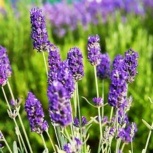 Саджанці Лаванди Річард Грей (Lavandula Richard Gray), фото 1