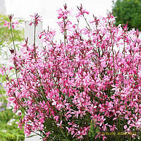 Гаура "Baby Butterfly Dark Pink"