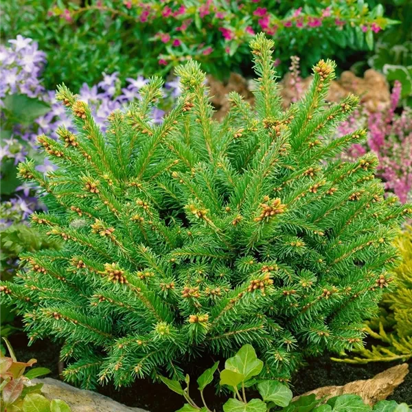 Купить Саженцы Ели обыкновенной Пигмея (Picea abies Pygmaea) Р9 оптом ...
