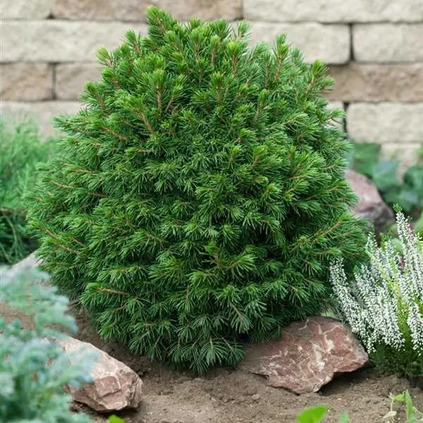 Саджанці Ялини звичайної Томпа (Picea abies Tompa) Р9, фото 1