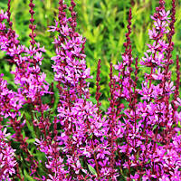 Плакун "Dropmore Purple"