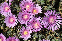 Делосперма "Sundella Lavender"
