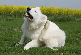 Протипаразитарні засоби