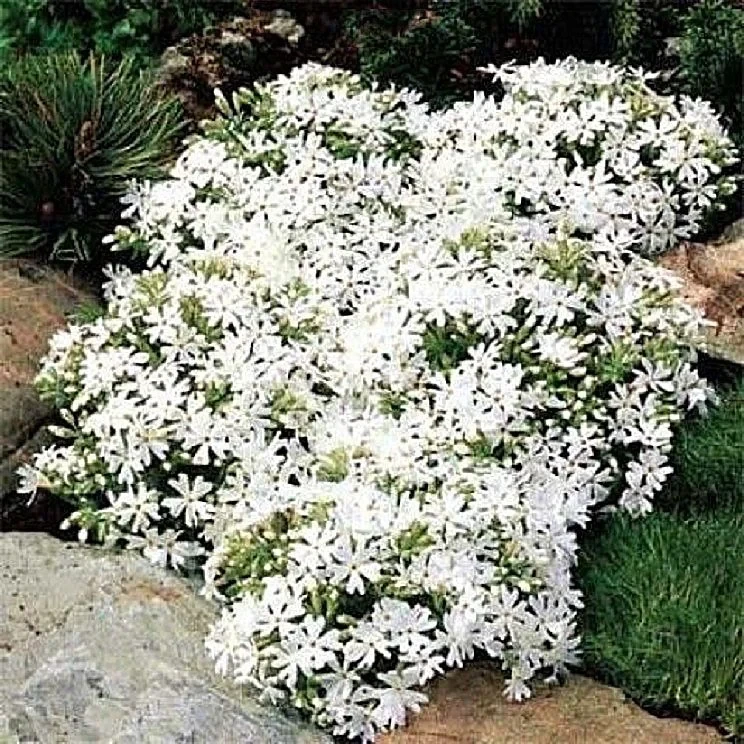 Флокс шиловидний "Snowflake"