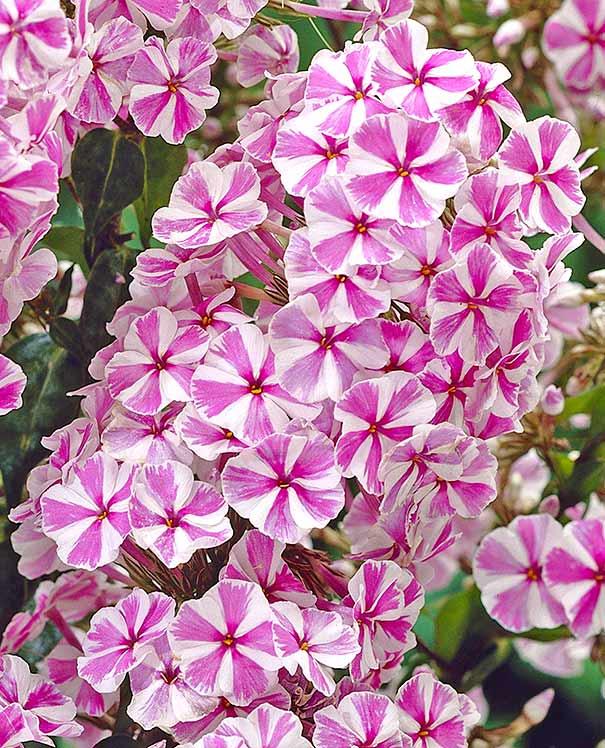 Флокс "Natascha"