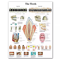 Плакат анатомія зуба 60*80cm полотно постер ,банер