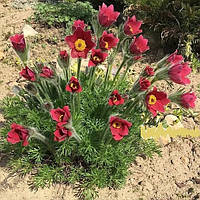 Сон-трава "Pinwheel Dark Red"