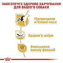 Корм для дорослих собак породи Французький бульдог ROYAL CANIN FRENCH BULLDOG ADULT 3.0 кг, фото 5