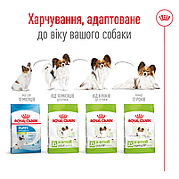 Корм для дорослих собак ROYAL CANIN XSMALL ADULT 8+(віком від 8 років) 3 кг, 3 кг, фото 6