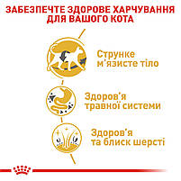Корм для дорослих котів породи Сіамська ROYAL CANIN SIAMESE ADULT 0.4 кг, 0.4 кг, фото 6