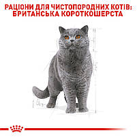Корм для дорослих котів породи Британська короткошерста ROYAL CANIN BRITISH SHORTHAIR ADULT 2.0 кг, фото 4