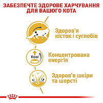 Вологий корм для дорослих котів ROYAL CANIN MAINECOON ADULT 0.085 кг, 0.085 кг, фото 6