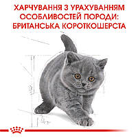 Корм для кошенят породи Британська короткошерста ROYAL CANIN KITTEN BRITISH SHORTHAIR 2.0 кг, фото 7