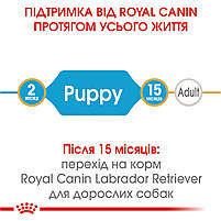 Корм для цуценят породи Лабрадор ретривер ROYAL CANIN LABRADOR PUPPY 12.0 кг, фото 2