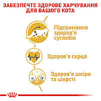Корм для дорослих котів породи Мейн-Кун ROYAL CANIN MAINECOON ADULT 2.0 кг, фото 6
