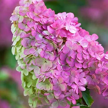 Саджанці Гортензії Ваніль Фрайз 3-річний (Hydrangea paniculata Vanille Fraise)
