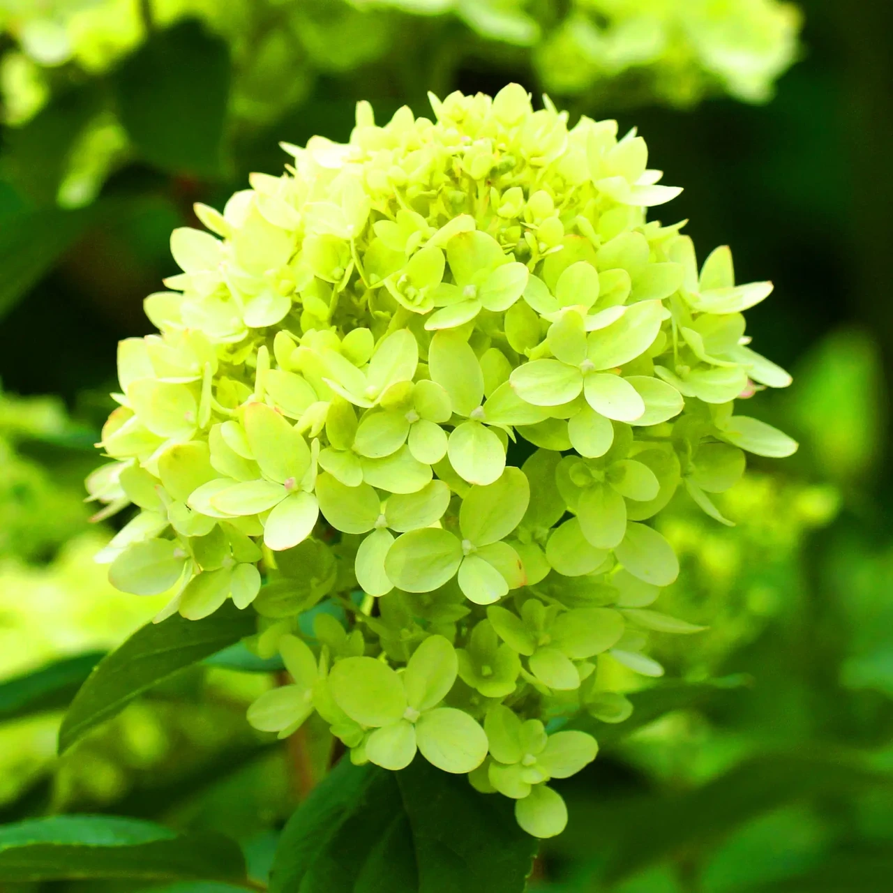 Саджанці Гортензії волотистої (3-річна) Мохіто (Hydrangea paniculata Mojito) С2, фото 1