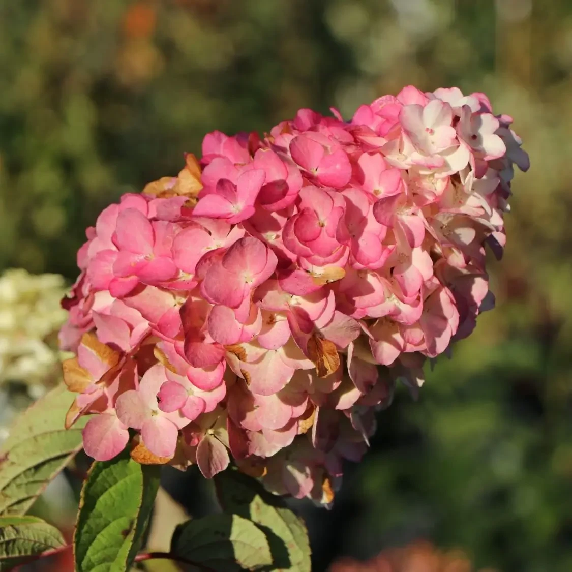 Саджанці Гортензії волотистої (3-річна) Меджикал Файр (Hydrangea paniculata Magical Fire) С2