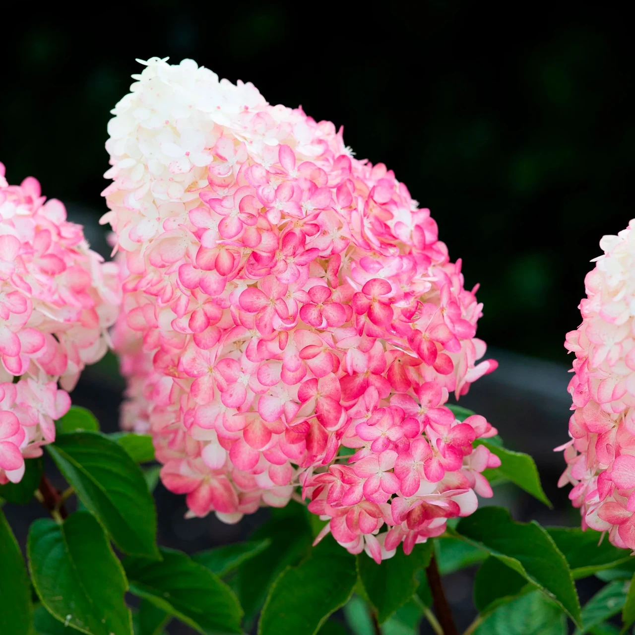 Саджанці Гортензії волотистої (3-річна) Пінк енд Роуз (Hydrangea paniculata Pink and Rose) С2, фото 1