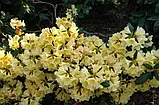Рододендрон "Karibia", фото 3