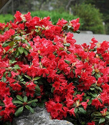 Рододендрон "Scarlet Wonder"