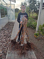 Саженцы винограда Капитошка