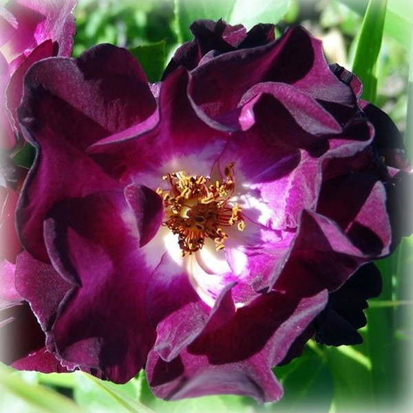 Троянда Роут 66 (Route 66), шраб в контейнері, фото 1