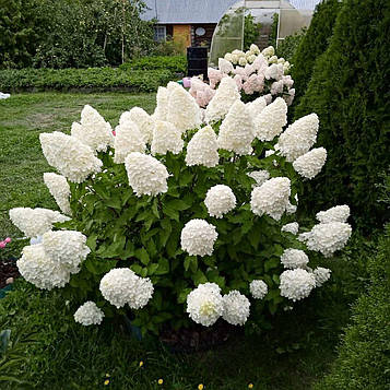 Саджанці Гортензії Полярний ведмідь 3-річний (Hydrangea paniculata Polar bear)