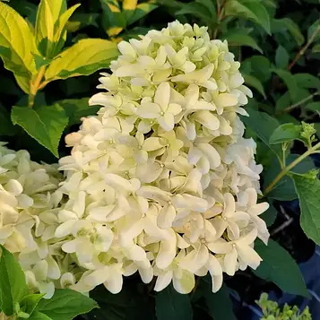 Саджанці Гортензії Скайфолл 3-річний (Hydrangea paniculata Skyfall) Д