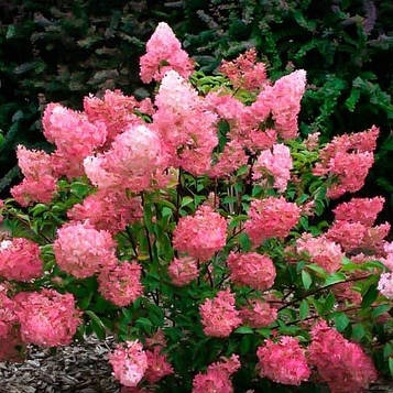 Саджанці Гортензії Сандей Фрайз 3-річний (Hydrangea paniculata Sundae Fraise)