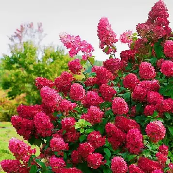Саджанці Гортензії Вімс Ред 3-річний (Hydrangea paniculata Wim's Red)