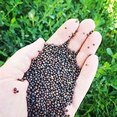 Насіння ріпаку Атлант, насіння класичного ріпаку