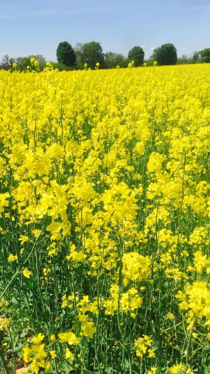 Насіння ріпаку Атлант (2га репродукція), насіння класичного ріпаку
