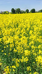 Насіння ріпаку Чорний Велетень (2га репродукція)