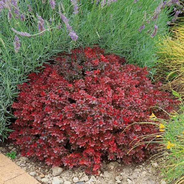Барбарис "Ruby Star