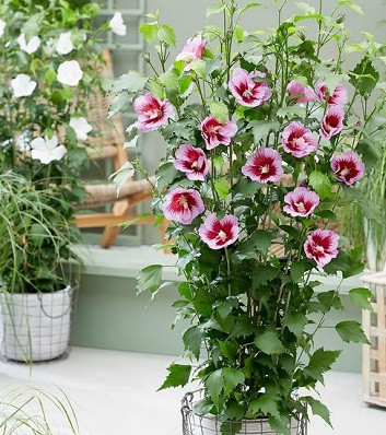 Гібіскус деревовидний "Flower Tower Purple