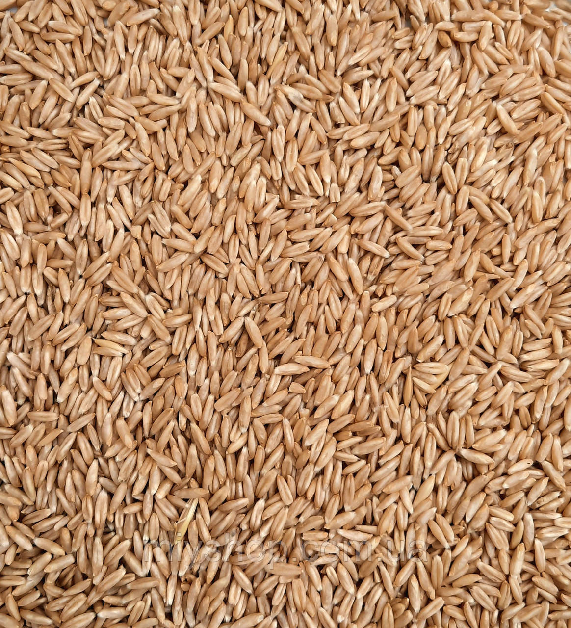 Овес голозерний 1 кг, фото 1