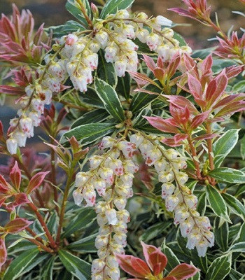Пієріс японський "Little Heath"
