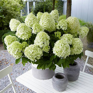 Саджанці Гортензії Літл Спуки 3-річний (Hydrangea paniculata Little Spooky)