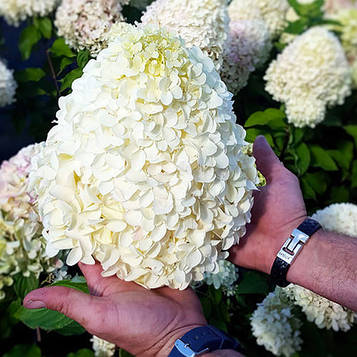 Саженцы Гортензии Геркулес 3-річний (Hydrangea paniculata Hercules)