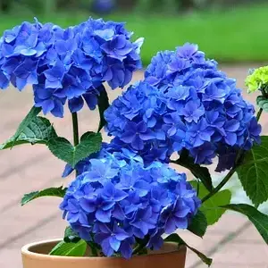 Саджанці Гортензії крупнолістной Мариеси Варієгата 3-річной  (Hydrangea macrophylla Mariesii Variegata)