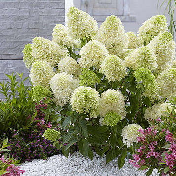 Саджанці Гортензії Пастель Грін 3-річний (Hydrangea paniculata Pastel Green)