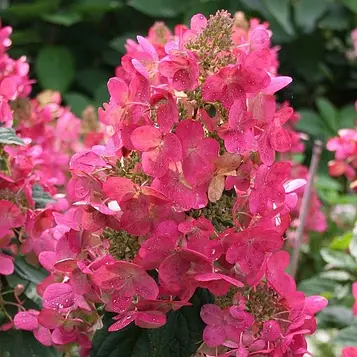 Саженцы Гортензии Мега Минди 3-річний (Hydrangea paniculata Mega Mindy)