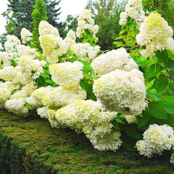 Саджанці Гортензії Лаймлайт 3-річний (Hydrangea paniculata Limelight)