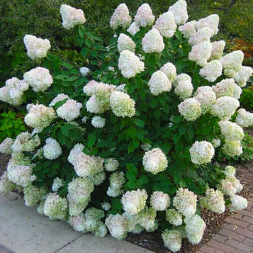 Саджанці Гортензії Сільвер Долар 3-річний (Hydrangea paniculata Silver Dollar)